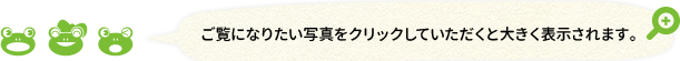 ご覧になりたい写真をクリックしていただくと大きく表示されます。